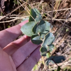 Veronica perfoliata (Digger's Speedwell) at Uriarra, NSW - 29 Jul 2023 by Tapirlord