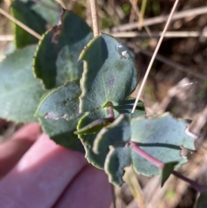 Veronica perfoliata at Uriarra, NSW - 30 Jul 2023