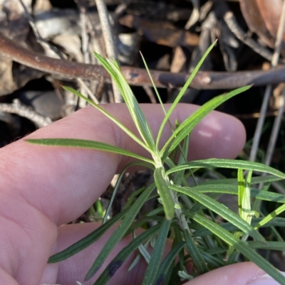 Cassinia longifolia (Shiny Cassinia, Cauliflower Bush) at Uriarra, NSW - 29 Jul 2023 by Tapirlord