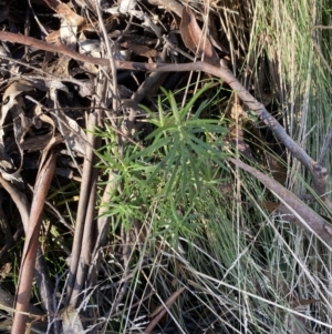Cassinia longifolia at Uriarra, NSW - 30 Jul 2023