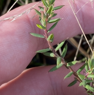 Leucopogon fletcheri subsp. brevisepalus (Twin Flower Beard-Heath) at Brindabella National Park - 29 Jul 2023 by Tapirlord