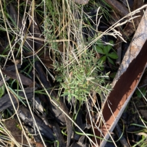 Leucopogon fletcheri subsp. brevisepalus at Uriarra, NSW - 30 Jul 2023