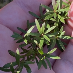 Kunzea peduncularis at Uriarra, NSW - 30 Jul 2023 09:45 AM