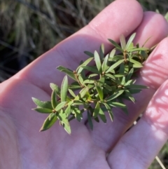 Kunzea peduncularis at Uriarra, NSW - 30 Jul 2023 09:45 AM