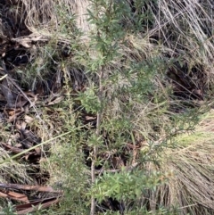 Kunzea peduncularis at Uriarra, NSW - 30 Jul 2023 09:45 AM