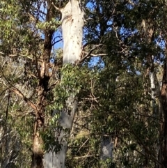 Eucalyptus fastigata (Brown Barrel) at Uriarra, NSW - 30 Jul 2023 by Tapirlord