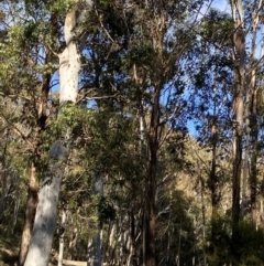 Eucalyptus fastigata at Uriarra, NSW - 30 Jul 2023 09:43 AM