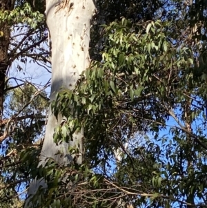 Eucalyptus fastigata at Uriarra, NSW - 30 Jul 2023 09:43 AM