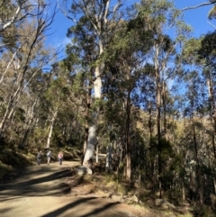 Eucalyptus fastigata at Uriarra, NSW - 30 Jul 2023