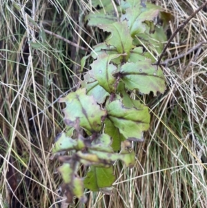 Veronica derwentiana at Uriarra, NSW - 30 Jul 2023 09:43 AM