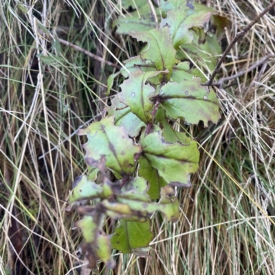 Veronica derwentiana (Derwent Speedwell) at Uriarra, NSW - 30 Jul 2023 by Tapirlord