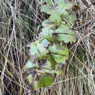 Veronica derwentiana (Derwent Speedwell) at Brindabella National Park - 29 Jul 2023 by Tapirlord