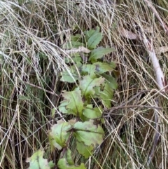 Veronica derwentiana at Uriarra, NSW - 30 Jul 2023 09:43 AM