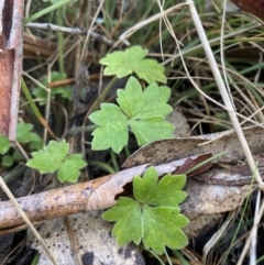 Ranunculus lappaceus (Australian Buttercup) at Uriarra, NSW - 30 Jul 2023 by Tapirlord
