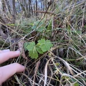 Ranunculus lappaceus at Uriarra, NSW - 30 Jul 2023