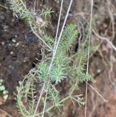 Asperula scoparia (Prickly Woodruff) at Uriarra, NSW - 30 Jul 2023 by Tapirlord