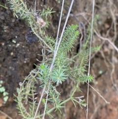 Asperula scoparia (Prickly Woodruff) at Uriarra, NSW - 29 Jul 2023 by Tapirlord