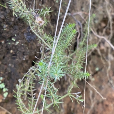 Asperula scoparia (Prickly Woodruff) at Uriarra, NSW - 29 Jul 2023 by Tapirlord