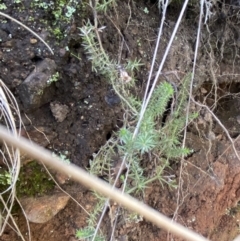 Asperula scoparia at Uriarra, NSW - 30 Jul 2023