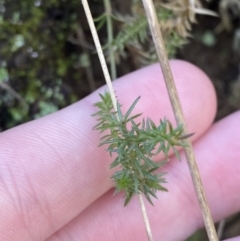 Asperula scoparia at Uriarra, NSW - 30 Jul 2023 09:42 AM