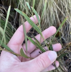 Daviesia mimosoides subsp. mimosoides at Uriarra, NSW - 29 Jul 2023 by Tapirlord