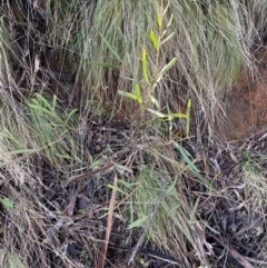 Daviesia mimosoides subsp. mimosoides at Uriarra, NSW - 30 Jul 2023 09:42 AM