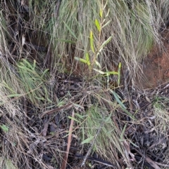 Daviesia mimosoides subsp. mimosoides at Uriarra, NSW - 30 Jul 2023