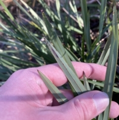 Dianella revoluta var. revoluta (Black-Anther Flax Lily) at Brindabella National Park - 29 Jul 2023 by Tapirlord