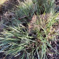 Dianella revoluta var. revoluta at Uriarra, NSW - 30 Jul 2023