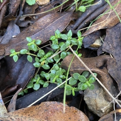 Poranthera microphylla (Small Poranthera) at Uriarra, NSW - 30 Jul 2023 by Tapirlord