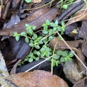 Poranthera microphylla at Uriarra, NSW - 30 Jul 2023 09:39 AM