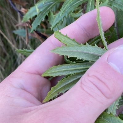 Senecio linearifolius var. latifolius at Brindabella National Park - 29 Jul 2023 by Tapirlord