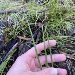 Lomandra filiformis subsp. filiformis (Wattle Matrush) at Uriarra, NSW - 30 Jul 2023 by Tapirlord