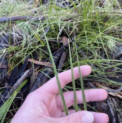 Lomandra filiformis subsp. filiformis (Wattle Matrush) at Uriarra, NSW - 29 Jul 2023 by Tapirlord