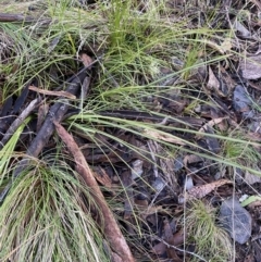 Lomandra filiformis subsp. filiformis at Uriarra, NSW - 30 Jul 2023