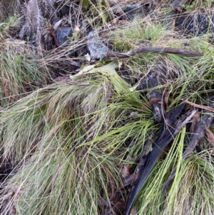 Lomandra filiformis subsp. filiformis at Uriarra, NSW - 30 Jul 2023