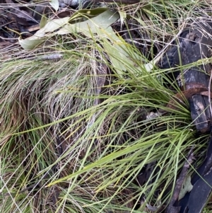 Lomandra filiformis subsp. filiformis at Uriarra, NSW - 30 Jul 2023