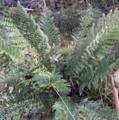 Polystichum proliferum (Mother Shield Fern) at Brindabella National Park - 29 Jul 2023 by Tapirlord