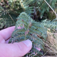 Polystichum proliferum at Uriarra, NSW - 30 Jul 2023