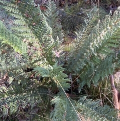 Polystichum proliferum at Uriarra, NSW - 30 Jul 2023