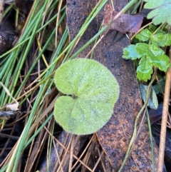 Dichondra repens (Kidney Weed) at Uriarra, NSW - 30 Jul 2023 by Tapirlord
