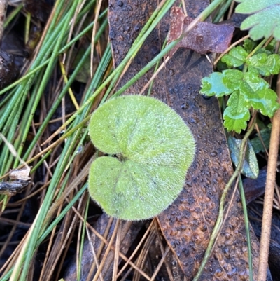 Dichondra repens (Kidney Weed) at Brindabella National Park - 29 Jul 2023 by Tapirlord