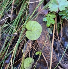 Dichondra repens at Uriarra, NSW - 30 Jul 2023