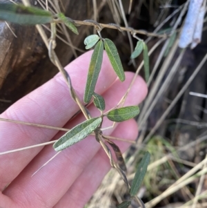 Glycine clandestina at Uriarra, NSW - 30 Jul 2023 09:36 AM