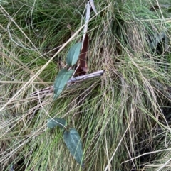 Clematis aristata at Uriarra, NSW - 30 Jul 2023