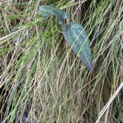 Clematis aristata at Uriarra, NSW - 30 Jul 2023 09:36 AM