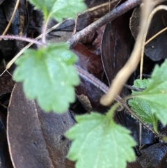 Veronica calycina (Hairy Speedwell) at Uriarra, NSW - 30 Jul 2023 by Tapirlord