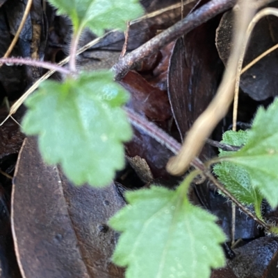 Veronica calycina (Hairy Speedwell) at Uriarra, NSW - 29 Jul 2023 by Tapirlord