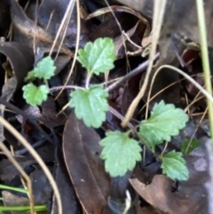 Veronica calycina at Uriarra, NSW - 30 Jul 2023 09:36 AM