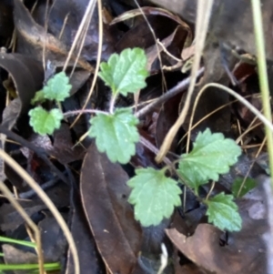 Veronica calycina at Uriarra, NSW - 30 Jul 2023 09:36 AM